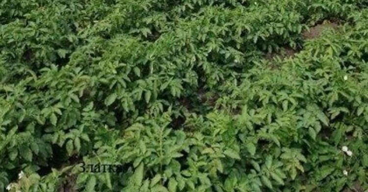 Какие отечественные сорта семенного картофеля и кукурузы выбрали аграрии Новосибирской области в этом сезоне - фото