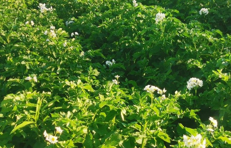 Калий против засухи: как генетика картофеля определяет эффективность антистрессовых удобрений - фото