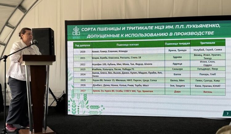 Возможности краснодарской селекции впервые представили на Дне поля в Томской области