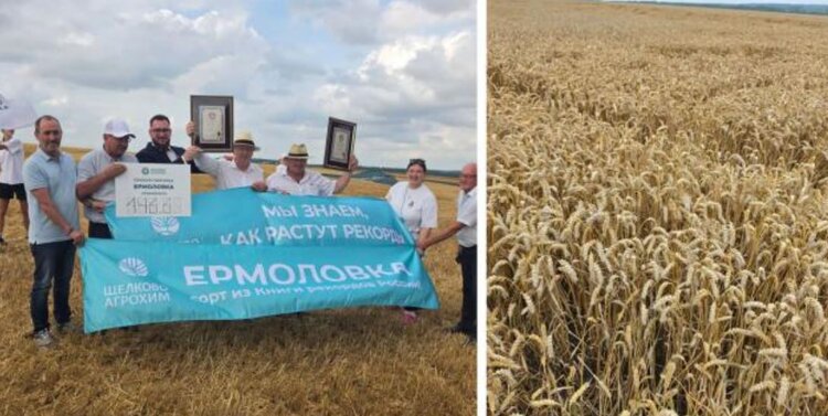 Пшеница Ермоловка поставила новый рекорд урожайности в текущем сезоне