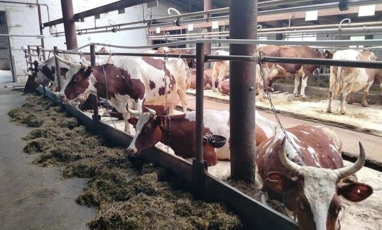 Новгородское хозяйство ООО «Решающий» подтверждает статус племрепродуктора айрширской породы КРС - фото