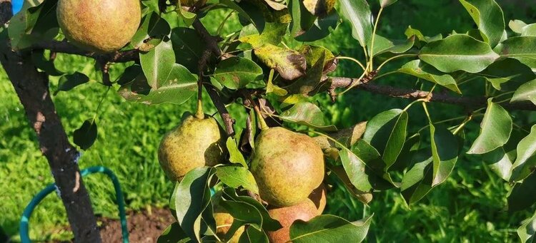 Вот лучшее зеленое удобрение для груши, которое делает плоды питательнее и вкуснее - фото