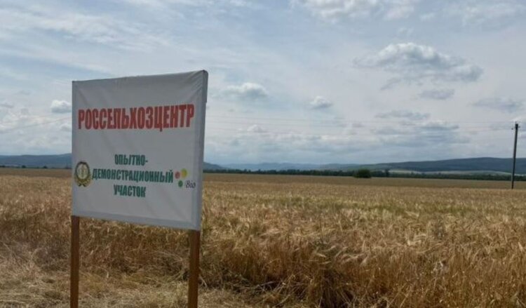 В Ингушетии представляют озимые зерновые селекции НЦЗ имени Лукьяненко - фото