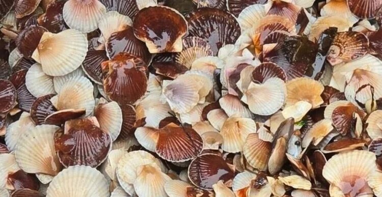 Ценные морепродукты и водоросли будут выращивать на 27 новых участках на Сахалине 