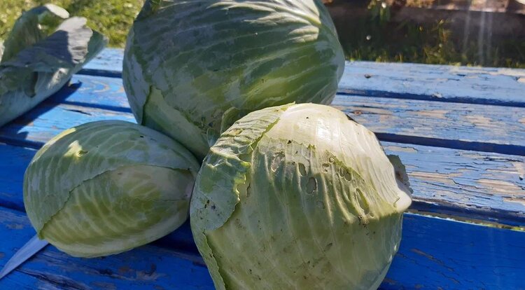 Ученые нашли эфирное масло для хруста квашеной капусты - фото