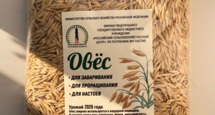 Оздоровительный ингушский овес для проростков и отваров поступил на Ozon. Как его приготовить