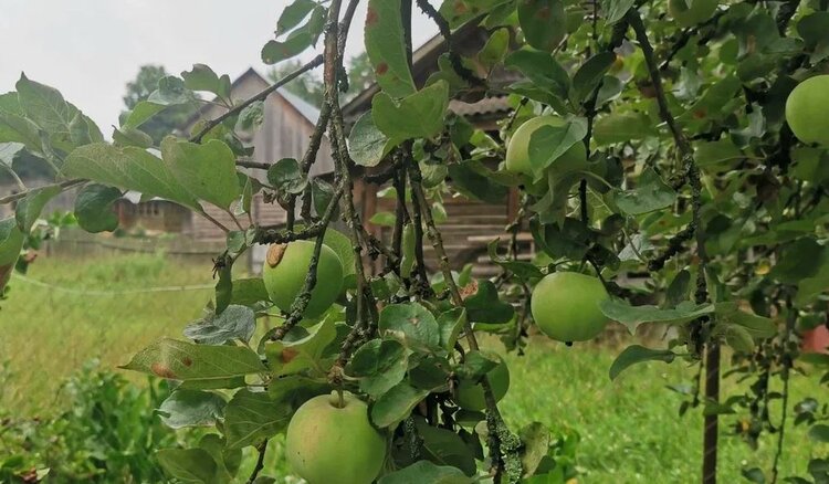 В поисках утерянного вкуса: почему настоящая Антоновка стала дефицитом и какими сортами ее заменить этой осенью