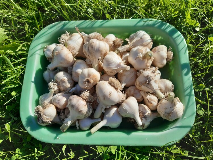 Посадка чеснока осенью: сроки, способы и сорта