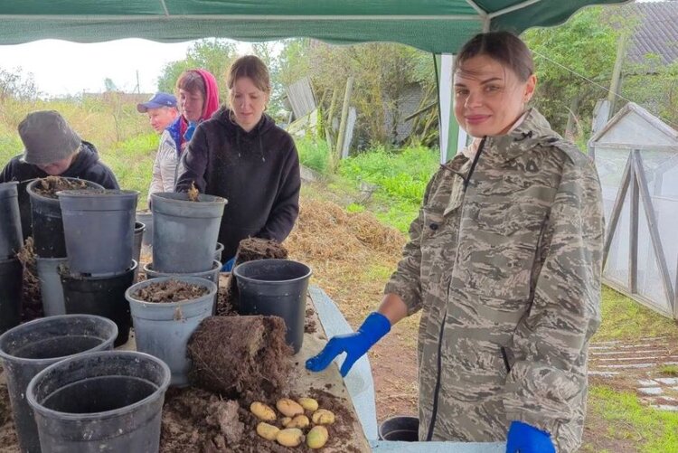 В Новгородской области убирают мерисистемный картофель