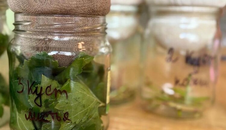 Скрининг эндофитного микробоценоза Vitis vinifera L. в Крыму как основа для конструирования полифункционального биопрепарата