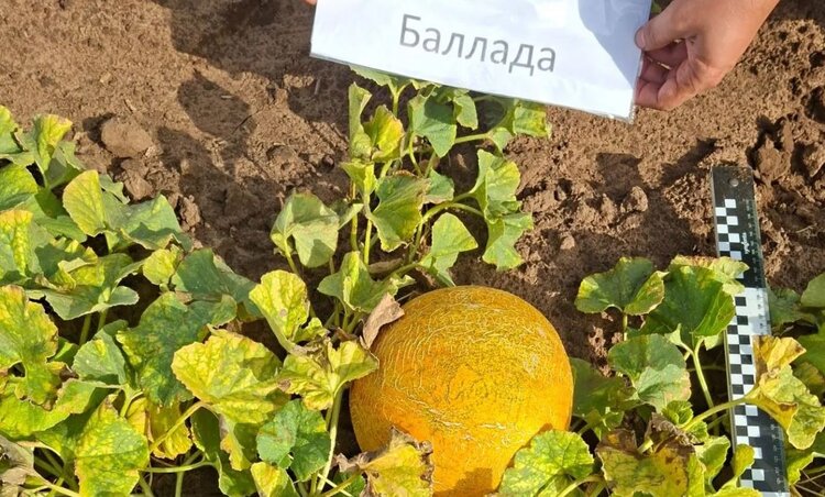 Чем хорош новый сорт дыни Баллада? Качество оценили специалисты Госсорткомиссии - фото