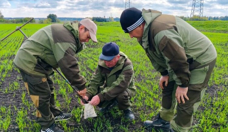 Как сидеральный пар подготовил почву для озимой пшеницы
