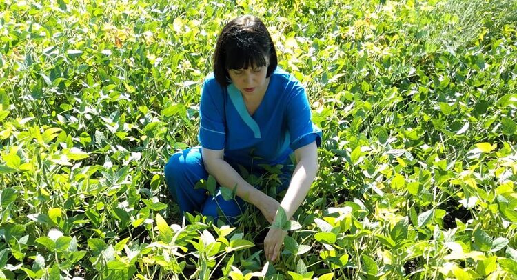 Фундамент семеноводства: алтайские специалисты ЦОК АПК апробировали свыше 8 тысяч га посевов