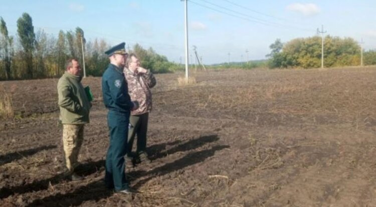 В Белгородской области появятся семенные плантации от плюсовых дубов и сосен - фото