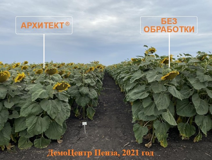 Инновационный препарат АРХИТЕКТ от BASF: как раскрыть потенциал подсолнечника и повысить урожайность