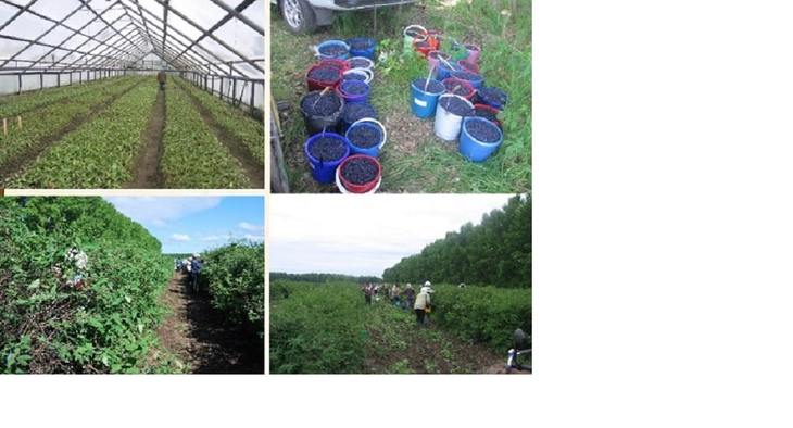 В 2022 году продолжится обучение на базе сертифицированных органических сельхозпредприятий