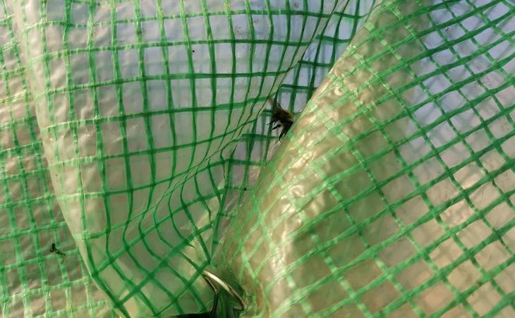 Желтеют листья у хосты – ожог или болезнь и первая помощь