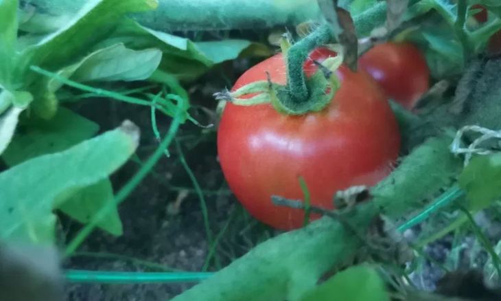 Новый биостимулятор Syngenta победил в категории инновации на престижной выставке Fruit Attraction 2022