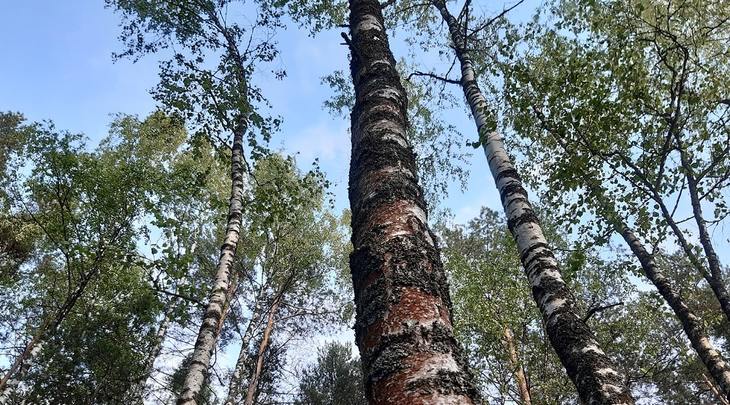 Экспорт березовой чаги из Кировской области расширил мировую географию поставок
