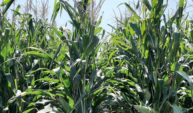 Приморский край нарастил экспорт зерна и продуктов его переработки в Китай и Корею