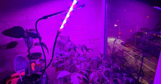 Правда ли, что розовые фитолампы бесполезны? - фото