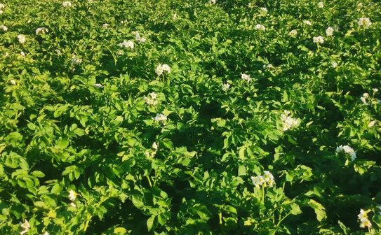 Разработки устойчивого к фитофторозу картофеля на основе диких родственников увенчались новым сортом - фото