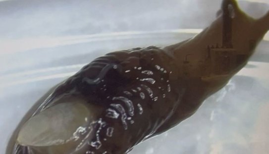 От этого способа борьбы слизни буквально тают в поле без всякой агрохимии - фото