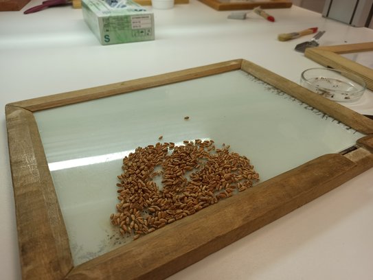 Какое качество пшеницы 2025 в Тверской, Ярославской и Костромской областях