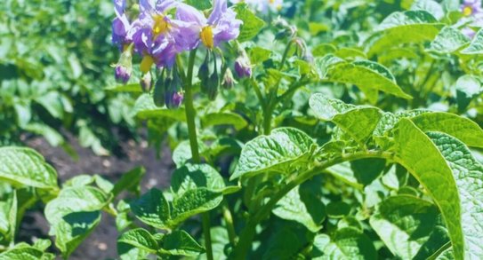 Не темнеющий сорт картофеля для чипсов разработали в Аргентине