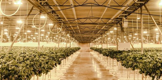 В Томской области крупный инвестиционный проект реализует агрокомплекс «Трубачево»