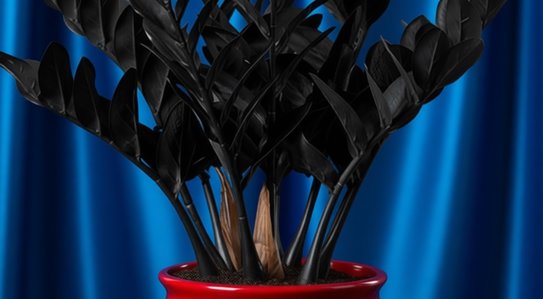 Черный замиокулькас - интересное о темном аристократе мира комнатных растений и способы размножения - фото