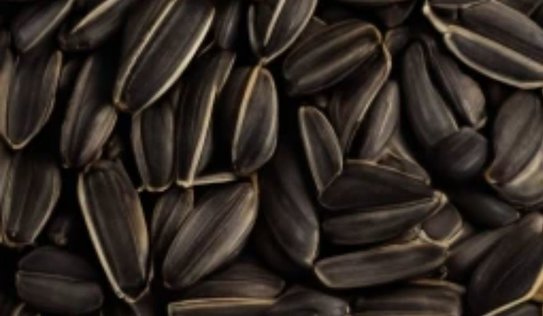 Импорт семенного материала в 2025 году снизился на 34,3% - фото