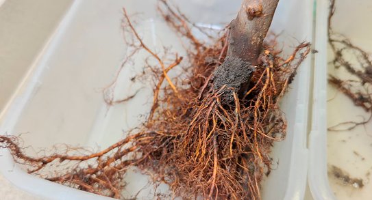 Впервые в Новороссийском филиале ЦОК АПК проверили саженцы яблони на карантинную нематоду