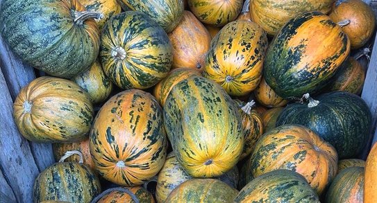 Тыквы нового урожая из Воронежской области прошли проверку на безопасность