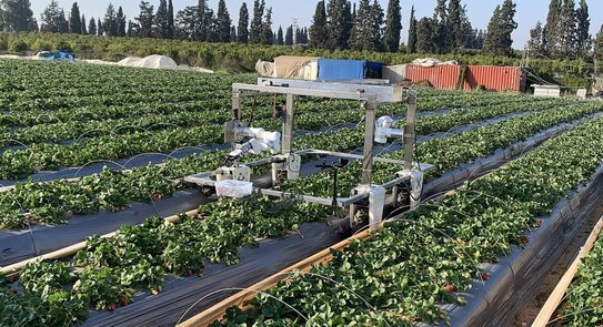 Клубничный робот может собирать клубнику в 3 раза быстрее человека и готовится выйти в поля