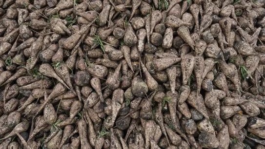 К концу уборочной кампании 2025 года в Башкортостане собрали более 2 миллионов тонн сахарной свеклы