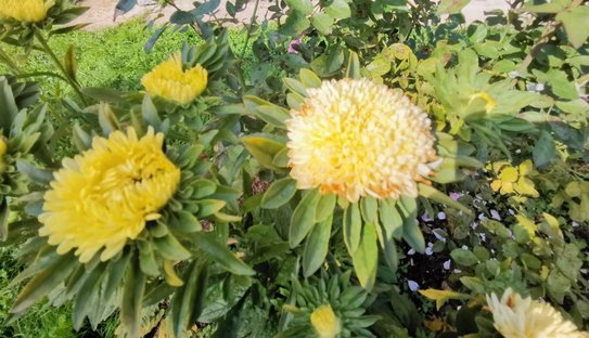 Подзимний посев астры в ноябре: авантюра с распродажными семенами - фото