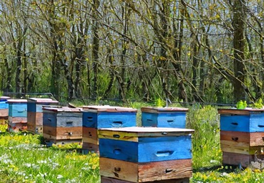 При опрыскивании пестицидами придется доводить информацию до пчеловодов быстрее - фото