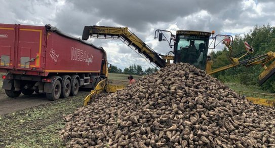 За 5,5 млн тонн перевалил урожай сахарной свеклы в Тамбовской области к 21 ноября