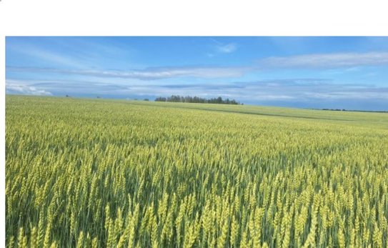 Сорта лидеры мягкой яровой пшеницы 2025 в Свердловской области