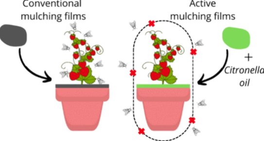 Натуральные биоинсектицидные биоразлагающиеся пленки начали свой путь в сельском хозяйстве - фото