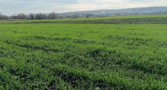 Ставропольские озимые под урожай 2026 имеют хорошие перспективы перезимовать