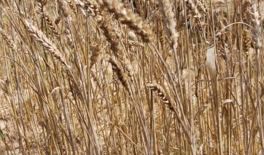 В Волгоградской области растет риск дефицита влаги для сельхозкультур в 2026 году