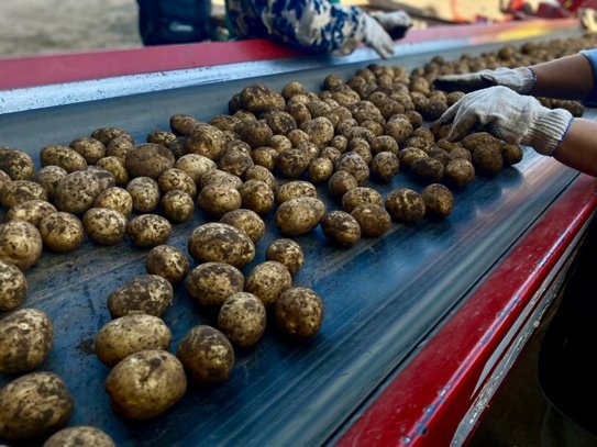 Урожайность картофеля превысила 337 центнеров с га в передовых хозяйствах Новгородской области - фото