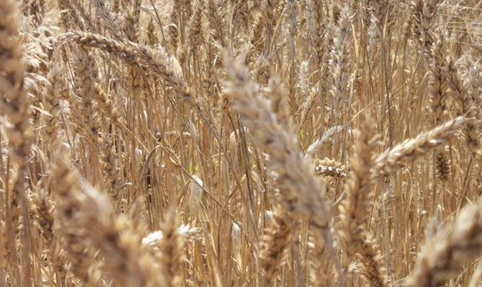 Пребиотические пищевые волокна производят из пшеничной соломы и кукурузной ботвы