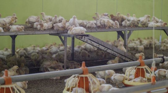 Приподнятые платформы для бройлеров: что полезно знать