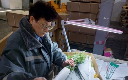 Пока все праздновали Новый год, в Приморье Россельхознадзор заблокировал опасных трипсов - фото