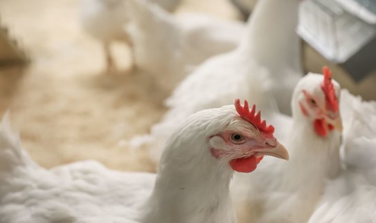 В подмосковном Чехове запустят яйцеперерабатывающий завод