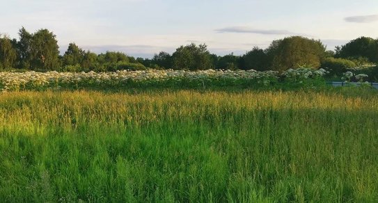 С 1 марта 2026 года за борщевик Сосновского ответят все