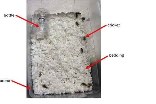 Какие эфирные масла ненавидят домашние сверчки - фото